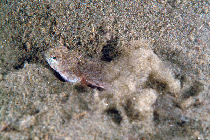Callionymus risso